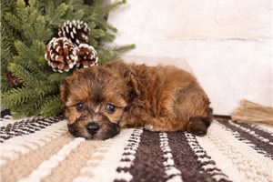 Dagger - Malti Poo - Maltipoo for sale