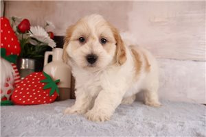Prescott - puppy for sale