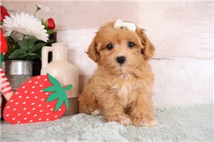 Flora - Malti Poo - Maltipoo for sale