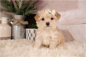 Lily - Malti Poo - Maltipoo for sale