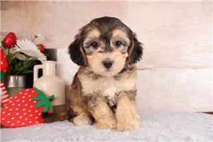 Potter - puppy for sale
