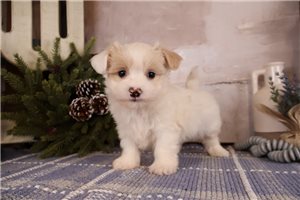 Herman - Malti Poo - Maltipoo for sale