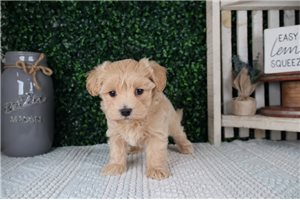 Leopold - puppy for sale
