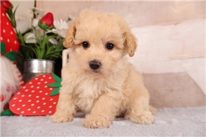 Hammond - Malti Poo - Maltipoo for sale