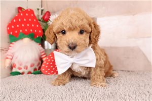 Reid - puppy for sale