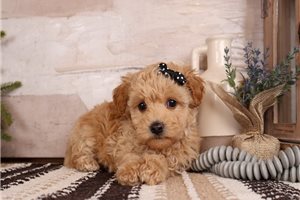 Dahlia - Malti Poo - Maltipoo for sale