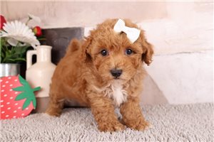 Riley - Malti Poo - Maltipoo for sale