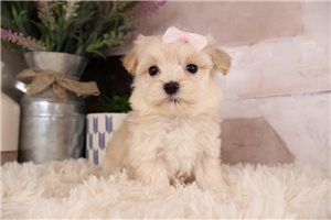 Luna - Malti Poo - Maltipoo for sale