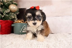 Sherri - puppy for sale