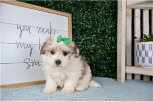 Alyssa - puppy for sale