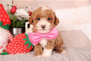 Romeo - puppy for sale