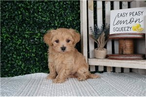 Leonard - puppy for sale