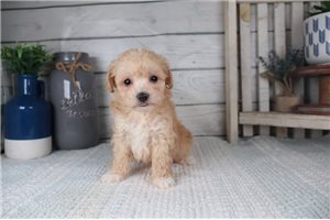 Stetson - puppy for sale
