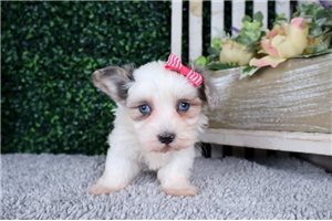 Zuri - puppy for sale
