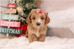 Natalie - puppy for sale