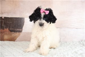Oreo - Malti Poo - Maltipoo for sale