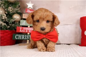 Gabriel - Malti Poo - Maltipoo for sale