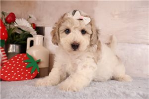 Paloma - puppy for sale