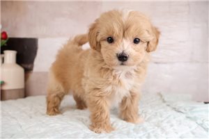 Glendon - Malti Poo - Maltipoo for sale