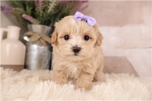 Lucy - Malti Poo - Maltipoo for sale