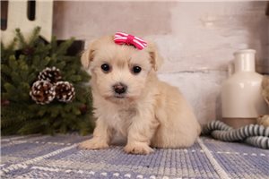 Hailey - Malti Poo - Maltipoo for sale