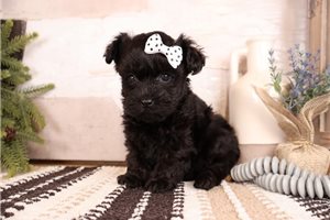 Daisy - Malti Poo - Maltipoo for sale
