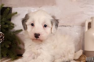 Earnest - Malti Poo - Maltipoo for sale