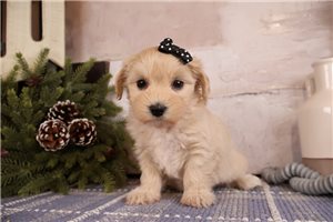 Holland - Malti Poo - Maltipoo for sale