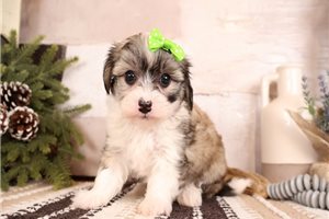 Echo - Malti Poo - Maltipoo for sale