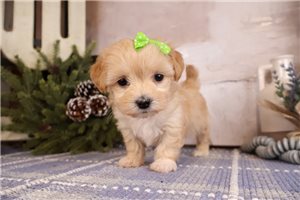 Heidi - Malti Poo - Maltipoo for sale