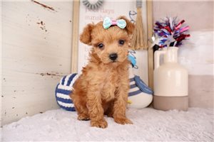 Sapphire - Malti Poo - Maltipoo for sale