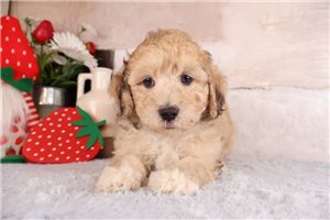 Plato - Malti Poo - Maltipoo for sale