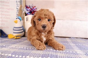Drake - Bernedoodle, Mini for sale