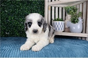 Prince - puppy for sale