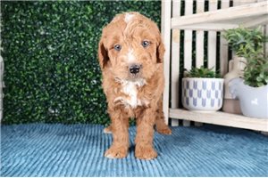 Pedro - puppy for sale