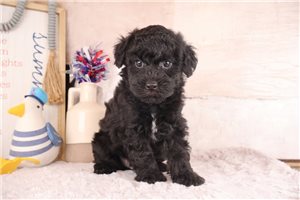 Darren - puppy for sale