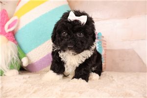 Dorothy - puppy for sale