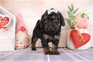 Mabel - Bernedoodle, Mini for sale