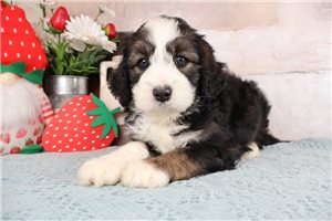 Kristoff - Bernedoodle, Mini for sale