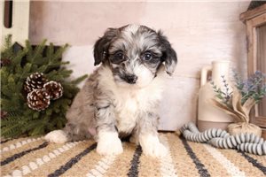 River - Bernedoodle, Mini for sale