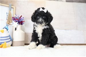 Kamryn - Bernedoodle, Mini for sale