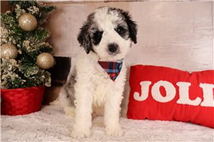 Gary - Bernedoodle, Mini for sale