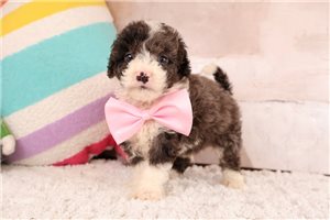 Diego - puppy for sale