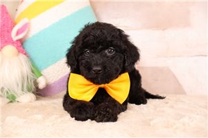 Dawson - Bernedoodle, Mini for sale
