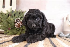 Romano - Bernedoodle, Mini for sale