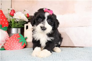 Karlie - puppy for sale