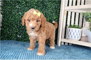 Promise - puppy for sale