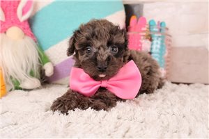 Drew - Bernedoodle, Mini for sale