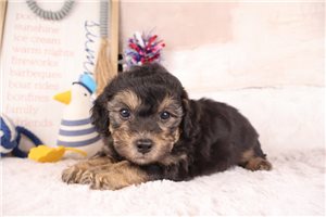 Damien - puppy for sale