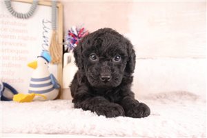 Dallas - puppy for sale
